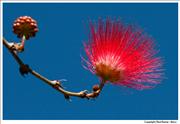 Wildlife Bottlebrush flower